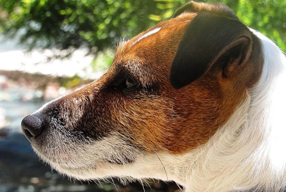 Vermisstmeldung Hund  Weiblich , 12 jahre Perles-et-Castelet Frankreich