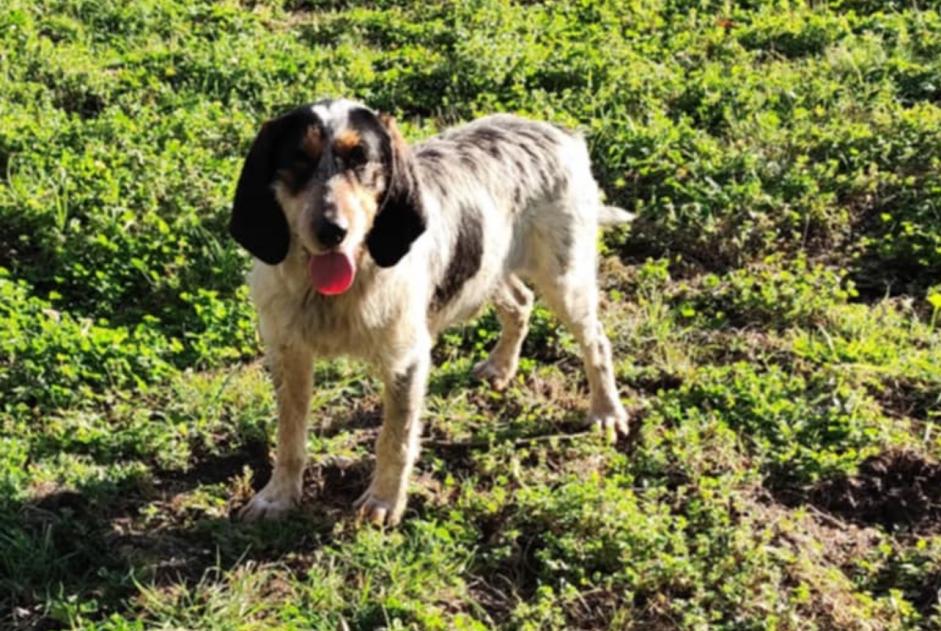 Fundmeldung Hund Männliche Poudenas Frankreich