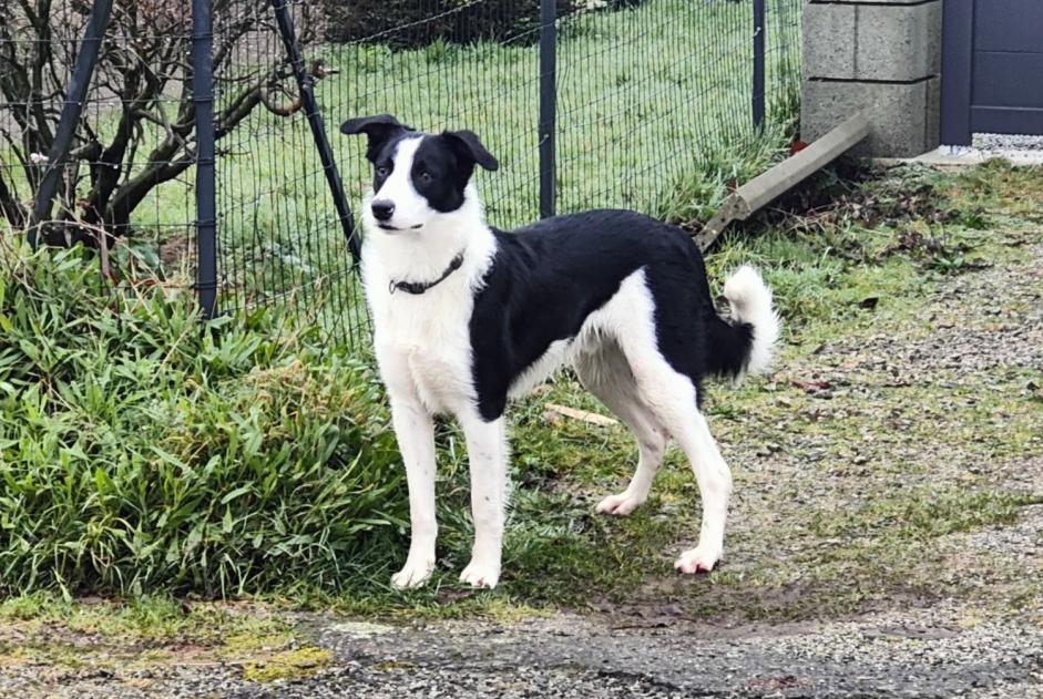 Fundmeldung Hund rassenmischung Unbekannt Colpo Frankreich