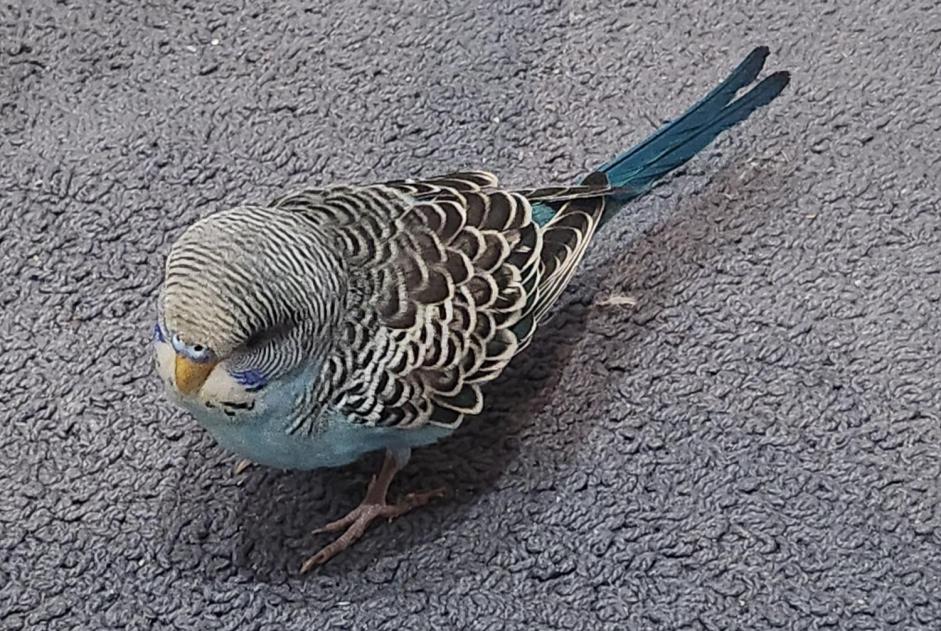 Fundmeldung Vogel Unbekannt Marseille Frankreich