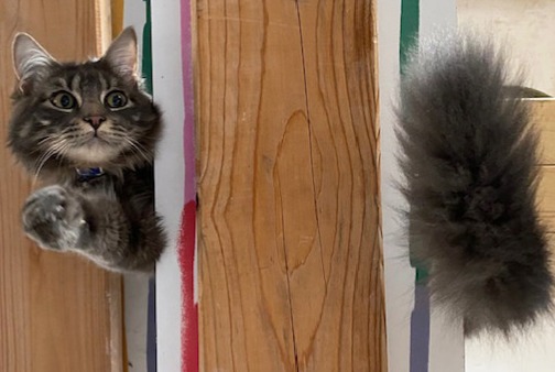 Vermisstmeldung Katze rassenmischung Männliche , 1 jahre Nantes Frankreich