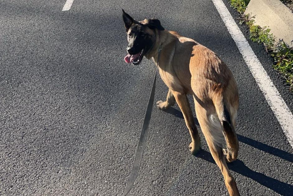 Vermisstmeldung Hund rassenmischung Weiblich , 1 jahre Perpignan Frankreich