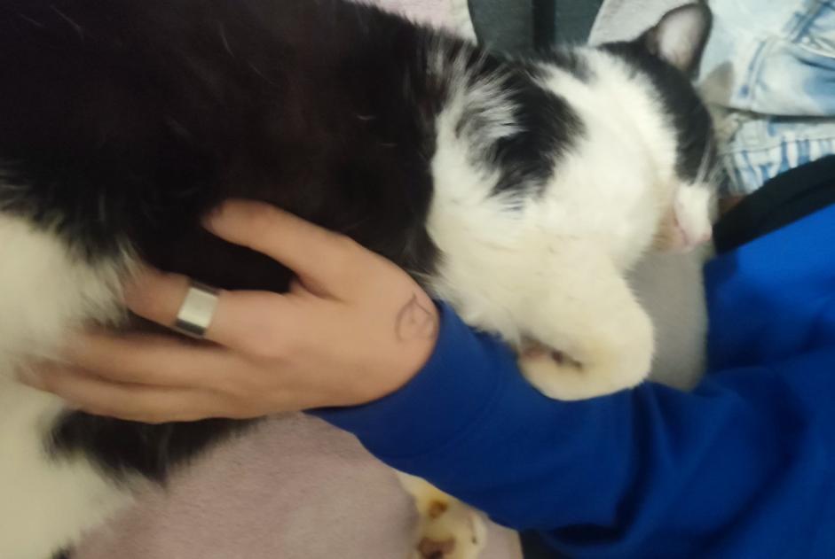 Vermisstmeldung Katze  Männliche , 2 jahre Port-Sainte-Marie Frankreich