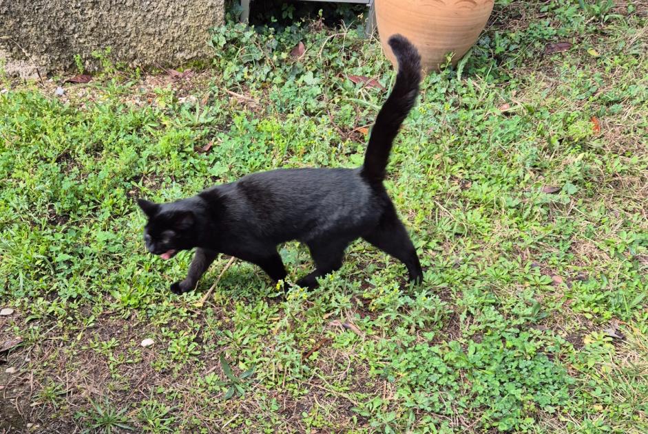 Fundmeldung Katze Weiblich , Zwischen 9 und 12 Monaten Marignane Frankreich