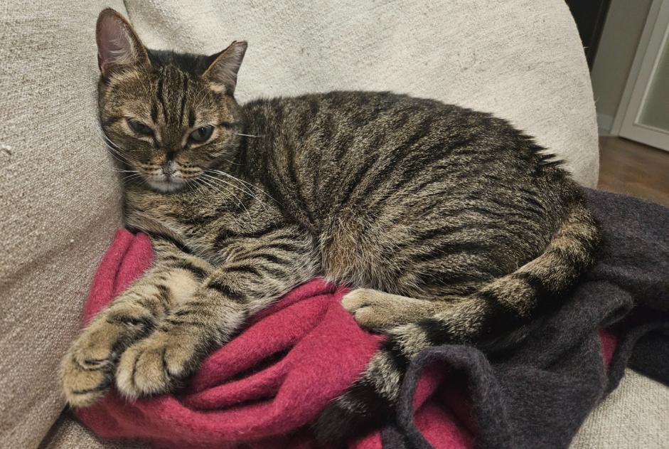 Vermisstmeldung Katze Männliche , 5 jahre Wancourt Frankreich