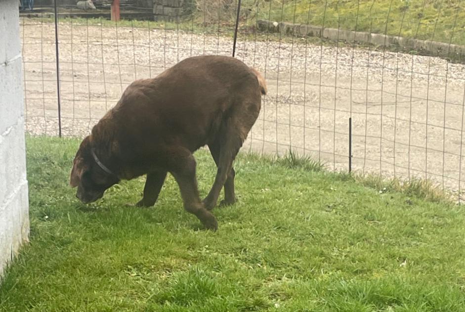 Fundmeldung Hund  Weiblich Longroy Frankreich