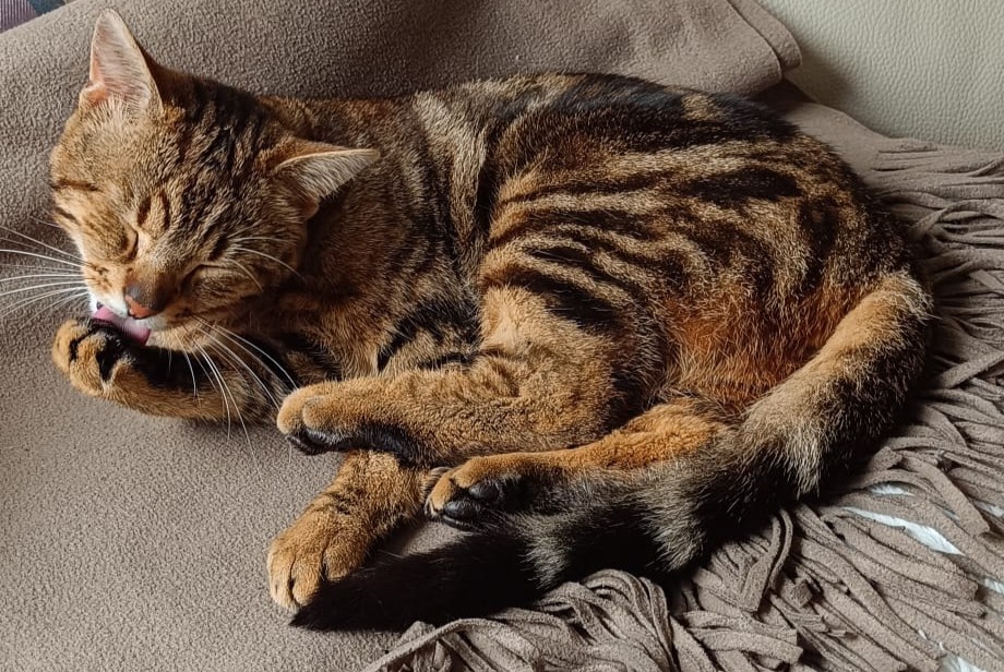 Vermisstmeldung Katze Männliche , 2 jahre Marchiennes Frankreich