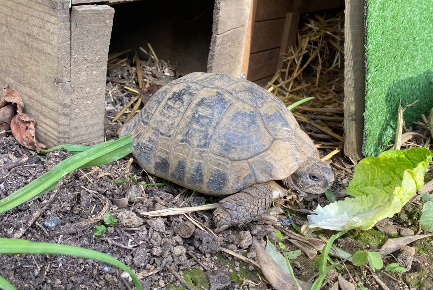 Vermisstmeldung Schildkröte Männliche , 2025 jahre Cesson-Sévigné Frankreich