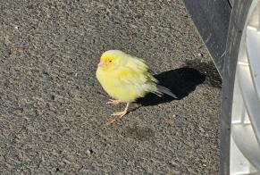 Fundmeldung Vogel Unbekannt Chamalières Frankreich