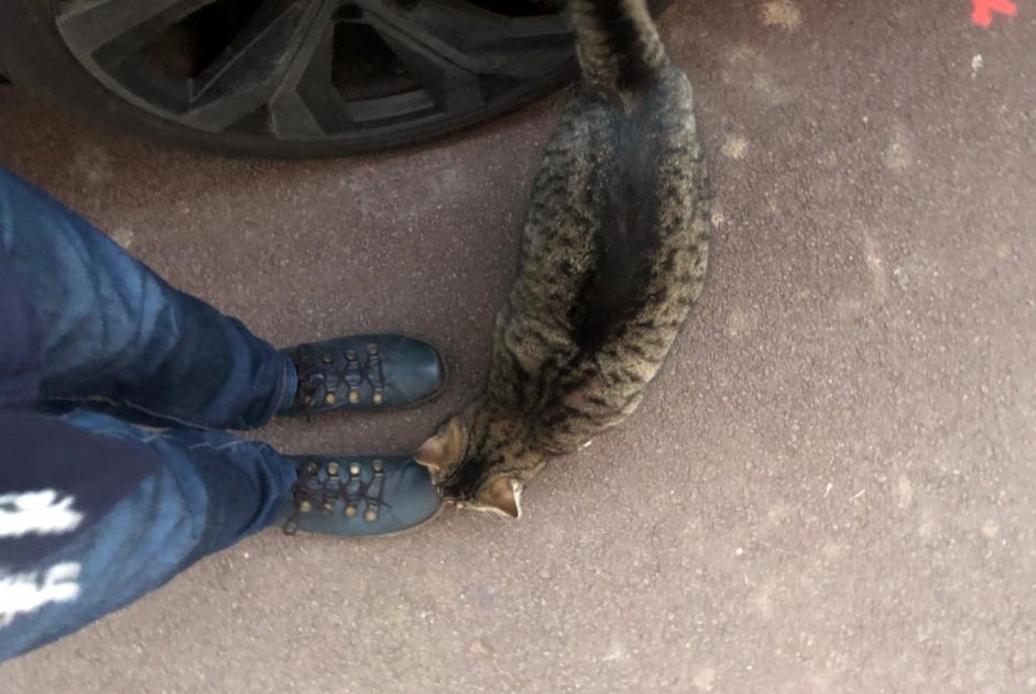 Fundmeldung Katze  Männliche Marcq-en-Barœul Frankreich