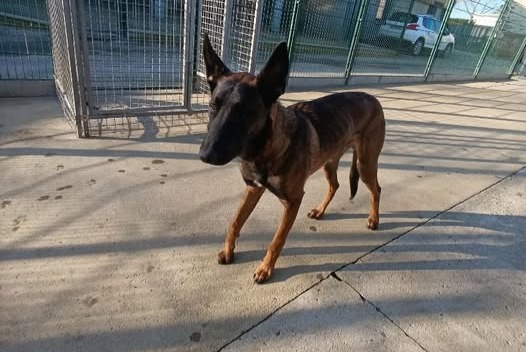 Fundmeldung Hund  Männliche Châteaubourg Frankreich