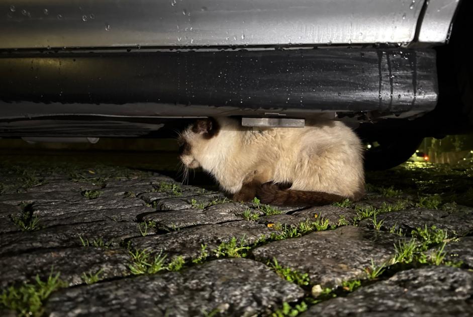 Fundmeldung Katze  Unbekannt , 3 Jahre Porto Portugal