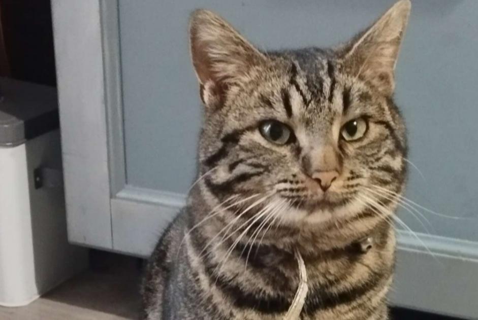 Fundmeldung Katze  Männliche , 1 Jahr Tours Frankreich