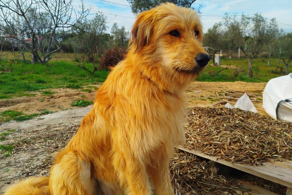 Vermisstmeldung Hund Männliche , 1 jahre Mata Portugal