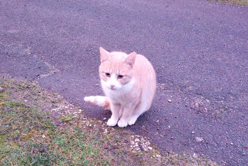 Fundmeldung Katze Unbekannt Moutiers-en-Puisaye Frankreich