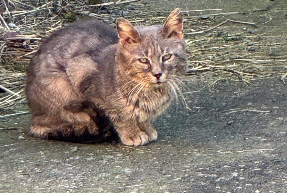 Fundmeldung Katze Unbekannt Caudry Frankreich