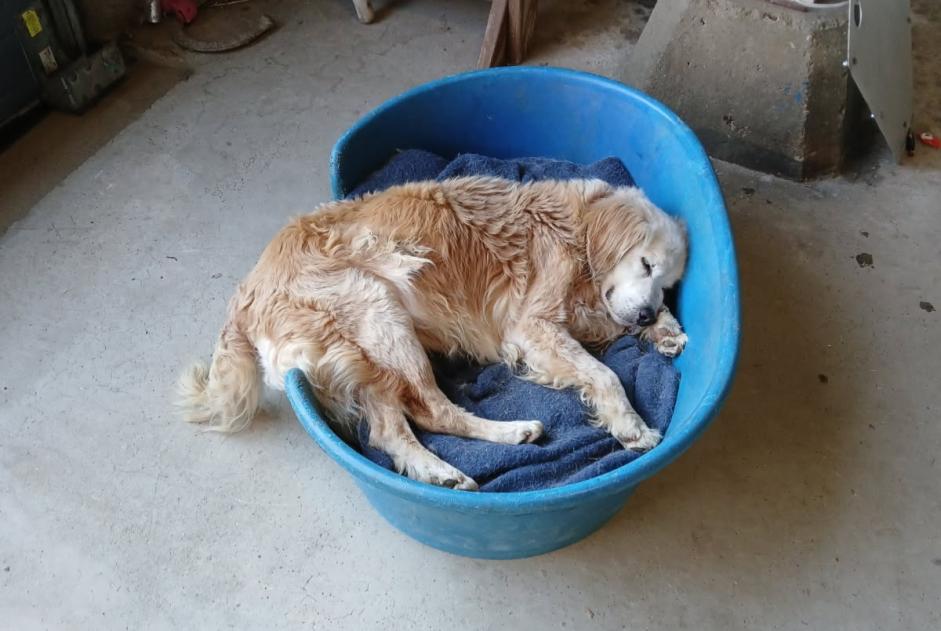 Vermisstmeldung Hund rassenmischung Männliche , 16 jahre Plouénan Frankreich