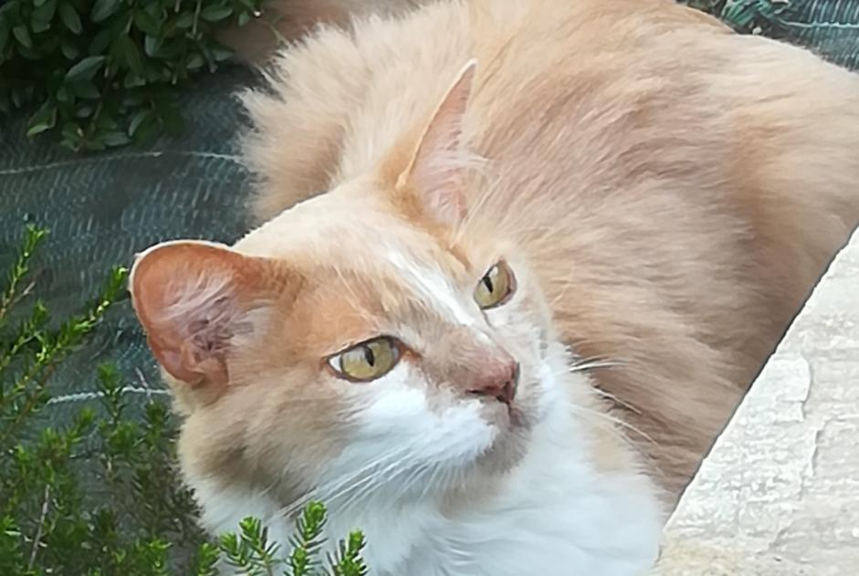 Disappearance alert Cat miscegenation Male , 12 years Plescop France