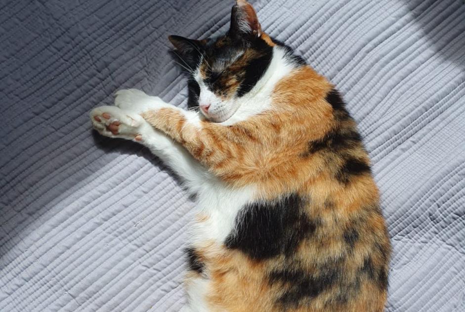 Disappearance alert Cat miscegenation Female , 5 years Castres France