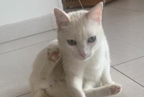 Disappearance alert Cat Male , 4 years Upie France