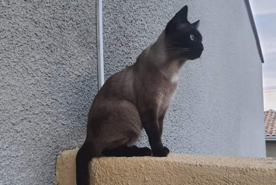 Disappearance alert Cat  Male , 5 years Perpignan France