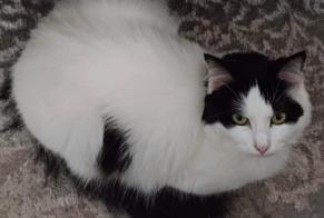 Disappearance alert Cat miscegenation Female , 5 years Maisoncelles-en-Brie France