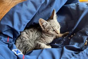 Discovery alert Cat Unknown , Between 1 and 3 months Balazé France