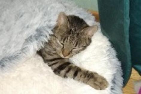 Disappearance alert Cat  Male , 2 years Saint-Pourçain-sur-Besbre France