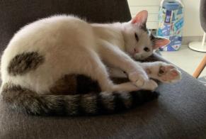 Disappearance alert Cat Male , 4 years Bex Switzerland