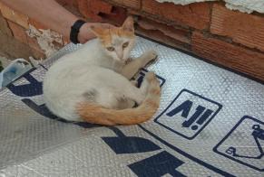 Disappearance alert Cat Female , 3 years Murcia Spain