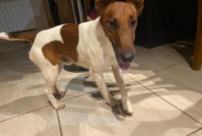 Discovery alert Dog  Male Croisilles France