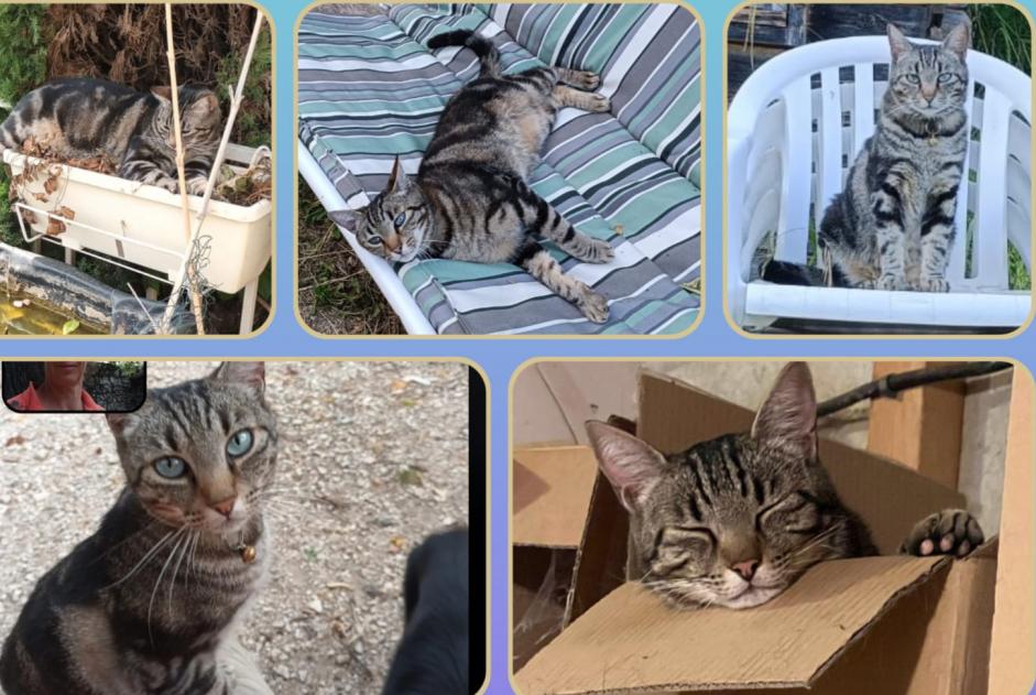 Disappearance alert Cat Male , 7 years Entraigues-sur-la-Sorgue France