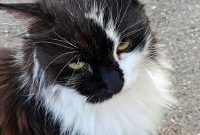 Disappearance alert Cat miscegenation Male , 14 years Moutier Switzerland