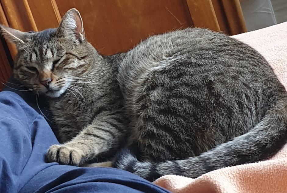 Disappearance alert Cat Male , 5 years Saumur France