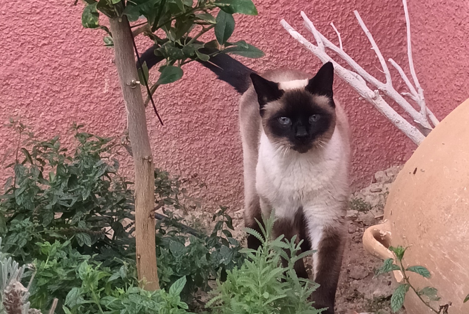 Disappearance alert Cat  Male , 10 years El Cortijo Grande Spain