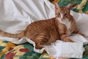 Disappearance alert Cat Male , 3 years Nendaz Switzerland