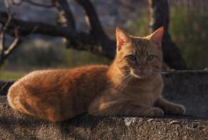 Disappearance alert Cat Male , 4 years Le Crest France