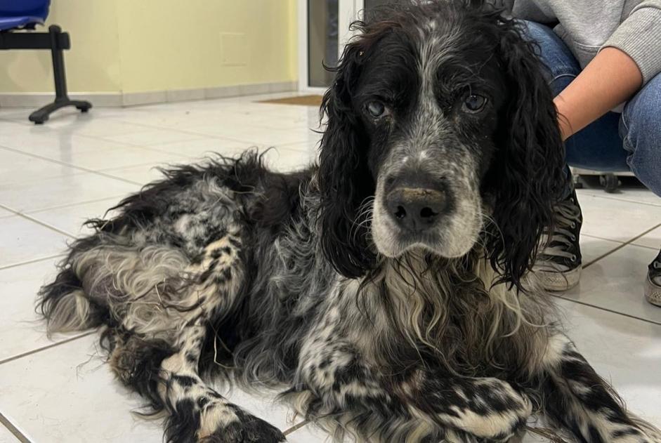 Discovery alert Dog Male Laffite-Toupière France