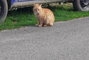 Discovery alert Cat Unknown Plouay France