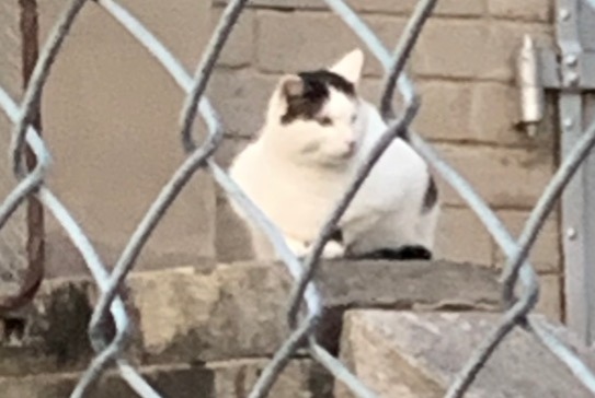 Discovery alert Cat Unknown Bulle Switzerland