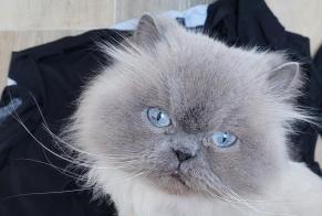 Disappearance alert Cat  Male , 9 years Kédange-sur-Canner France