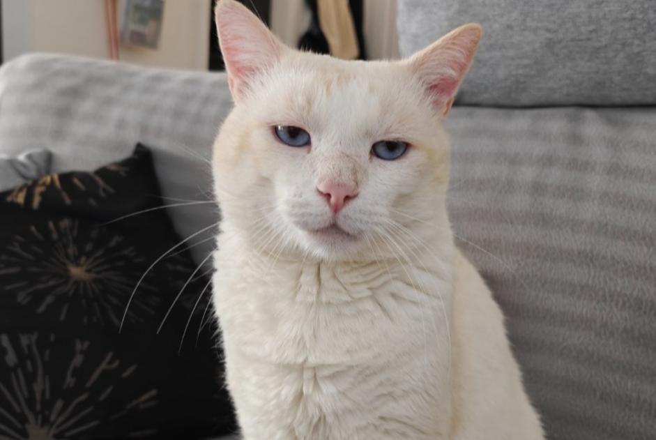 Disappearance alert Cat  Male , 4 years Sion Switzerland