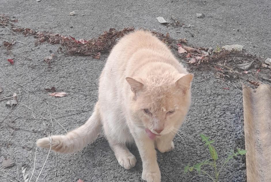 Discovery alert Cat Male Bayonne France