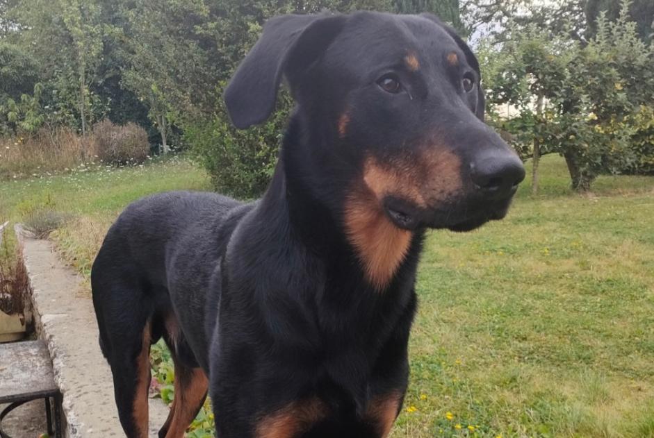 Disappearance alert Dog  Male , 3 years Melun France