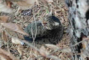 Discovery alert Cat  Unknown Cesson France