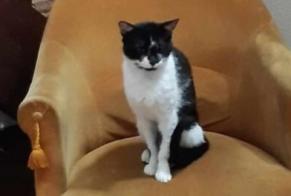 Disappearance alert Cat Male , 3 years Beauzelle France