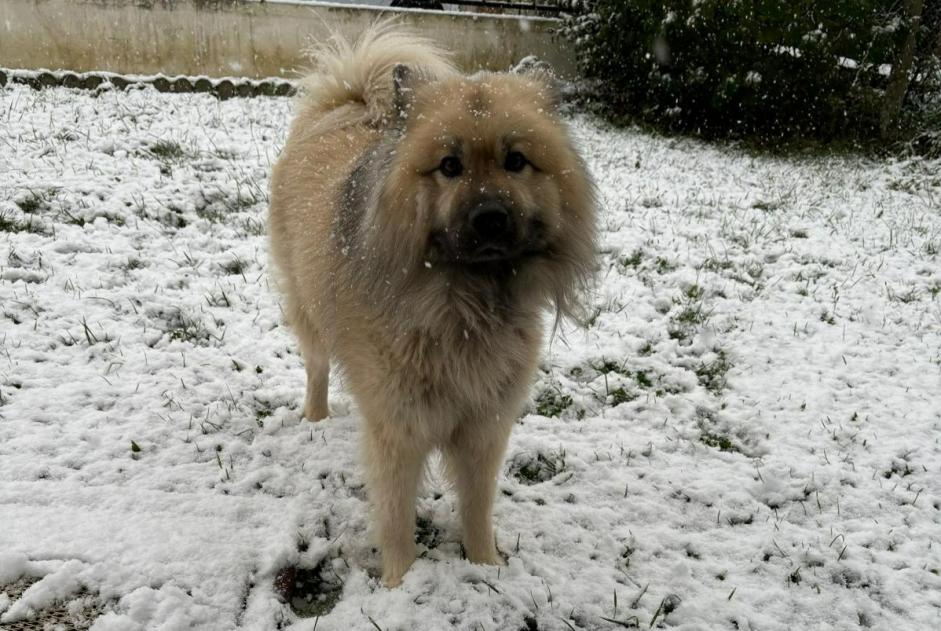 Disappearance alert Dog  Male , 8 years Saint-Mard France