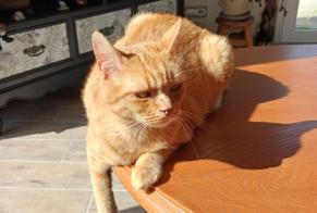 Disappearance alert Cat Female , 5 years Limoges France