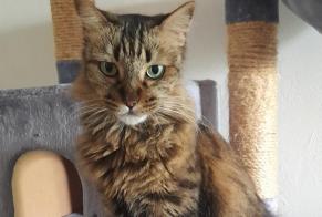 Disappearance alert Cat Female , 6 years Saint-Denis France