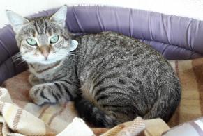 Disappearance alert Cat miscegenation Female , 7 years Bédarieux France